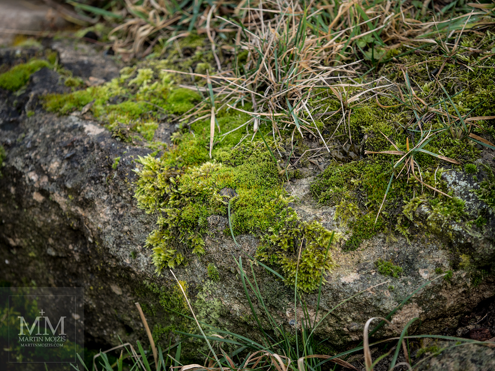 Moss on stone and grass. Photograph created with Olympus M. Zuiko digital ED 40 – 150 mm 1:2.8 PRO.